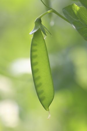 Green beanの写真素材