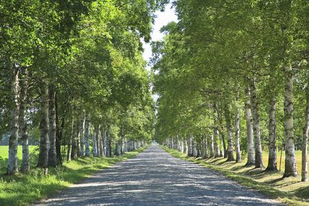 White birchの写真素材