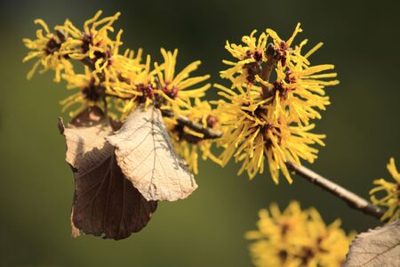 Hamamelis mollisの写真素材
