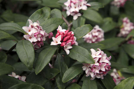Fragrant daphneの写真素材