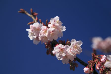 Cherry blossomの写真素材
