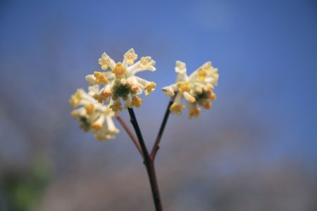 Oriental paperbushの写真素材
