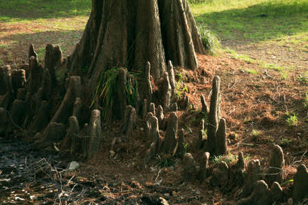Taxodium distichumの写真素材