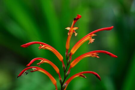 Flowerの写真素材