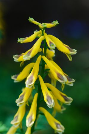 Corydalis heterocarpa var. japonicaの写真素材