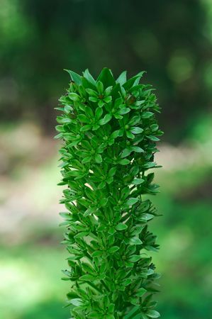 Eucomis comosa