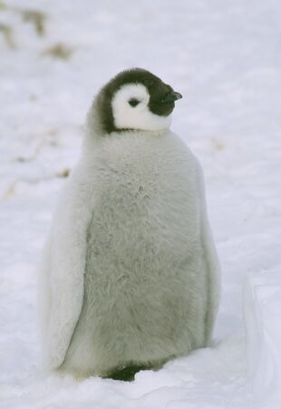 Penguinの写真素材