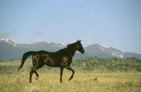 Horseの写真素材