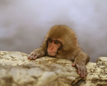 Monkeyの写真素材