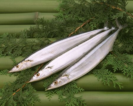 Saury