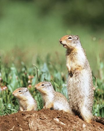 Prairie dogの写真素材