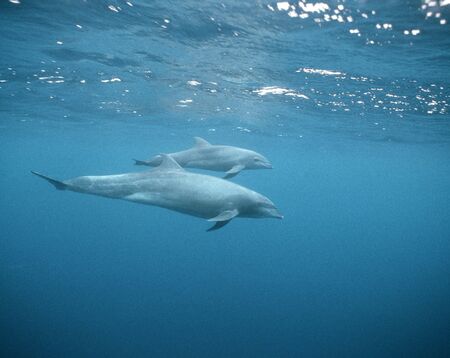 Bottle-nose dolphinの写真素材