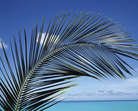 Tropicalの写真素材