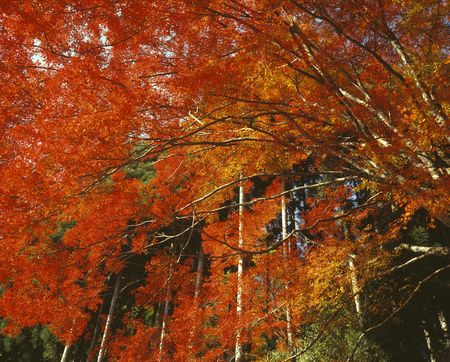 Colored leavesの写真素材