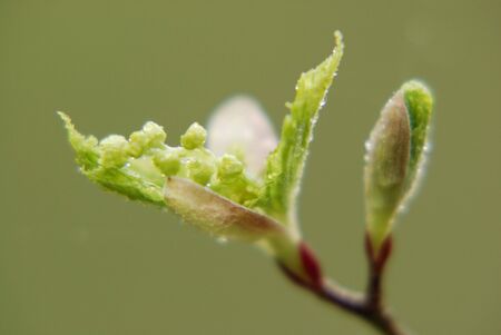 Fresh greenの写真素材