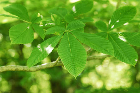 Fresh greenの写真素材