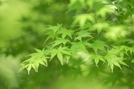 Fresh greenの写真素材