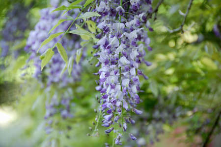 Wisteria flowersの写真素材