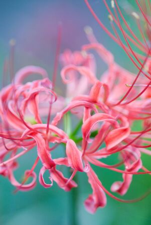 Cluster amaryllisの写真素材