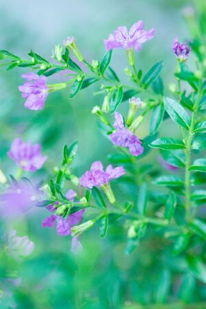 Flowerの写真素材