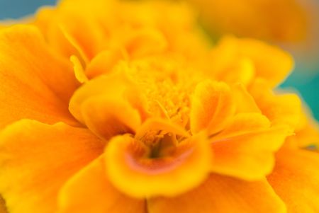 Flowerの写真素材