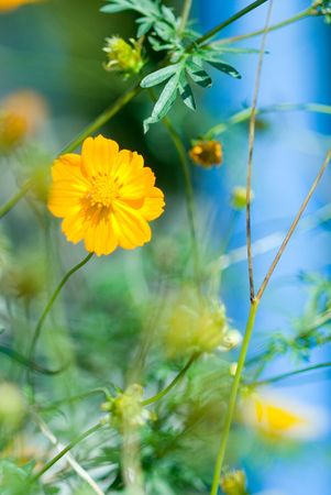 Cosmosの写真素材