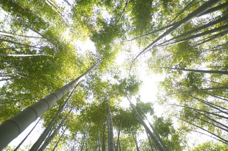 Bamboo