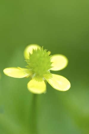 Ranunculus silerifoliusの写真素材