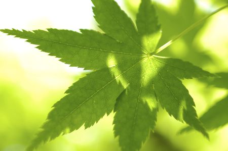 Mapleの写真素材