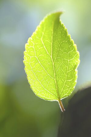 Sproutの写真素材