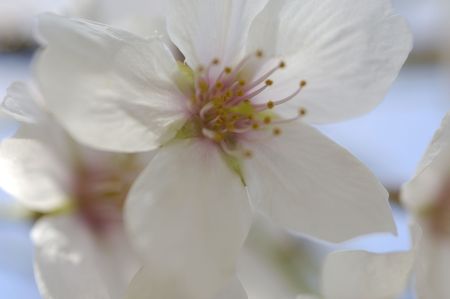 Cherry blossomsの写真素材