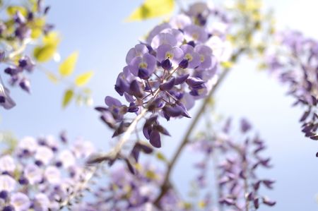 Wisteria flowersの写真素材