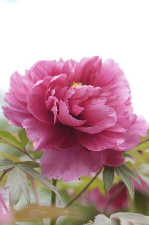 Peonyの写真素材