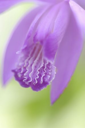 Bletilla striataの写真素材