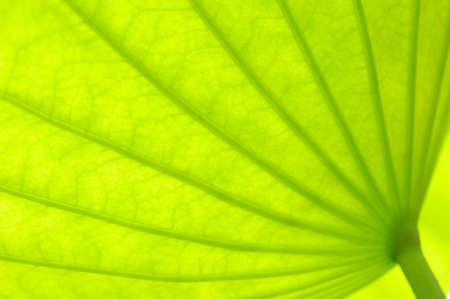 Lotus leafの写真素材