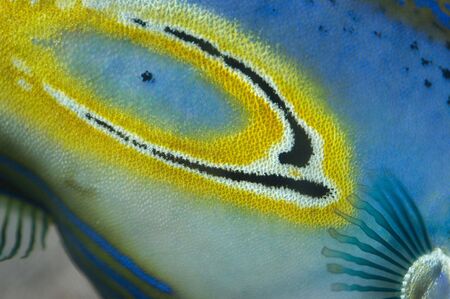 Fishの写真素材