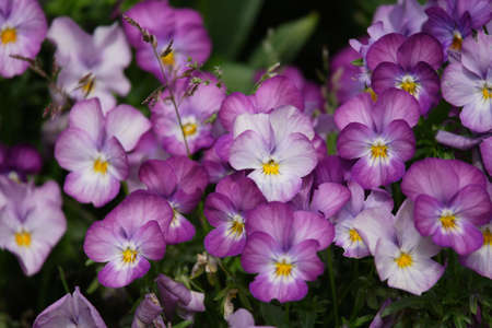 Pansy