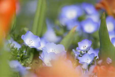 Nemophilaの写真素材