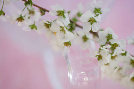 Spiraea thunbergiiの写真素材