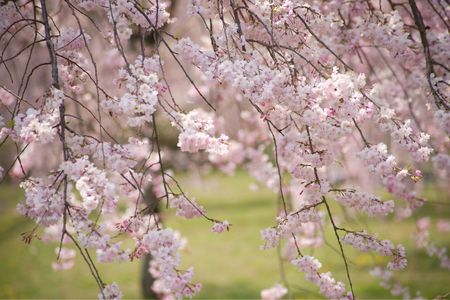 Cherry blossomsの写真素材