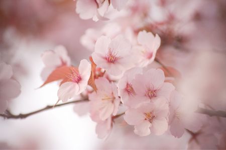 Cherry blossomsの写真素材