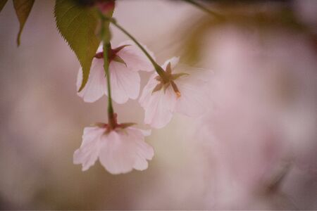 Cherry blossomsの写真素材