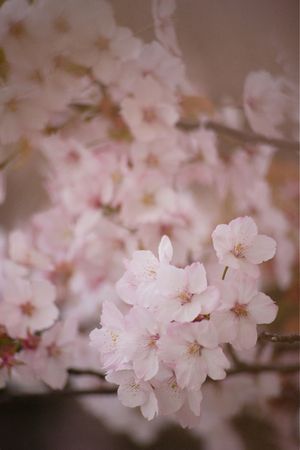 Cherry blossomsの写真素材
