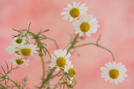 Kamilleの写真素材