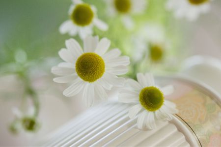 Kamilleの写真素材