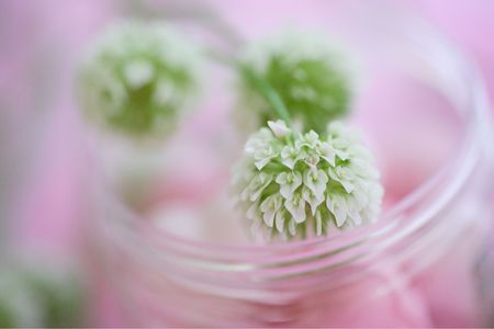 Cloverの写真素材