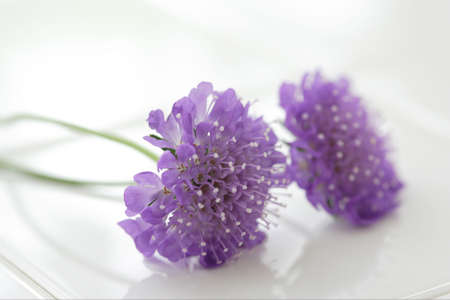 Gilia leptanthaの写真素材