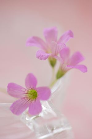 Oxalisの写真素材