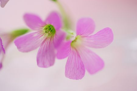 Oxalisの写真素材