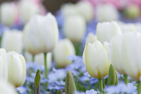 Tulipの写真素材